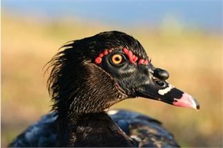 TÍTERES: EL PATITO FEO